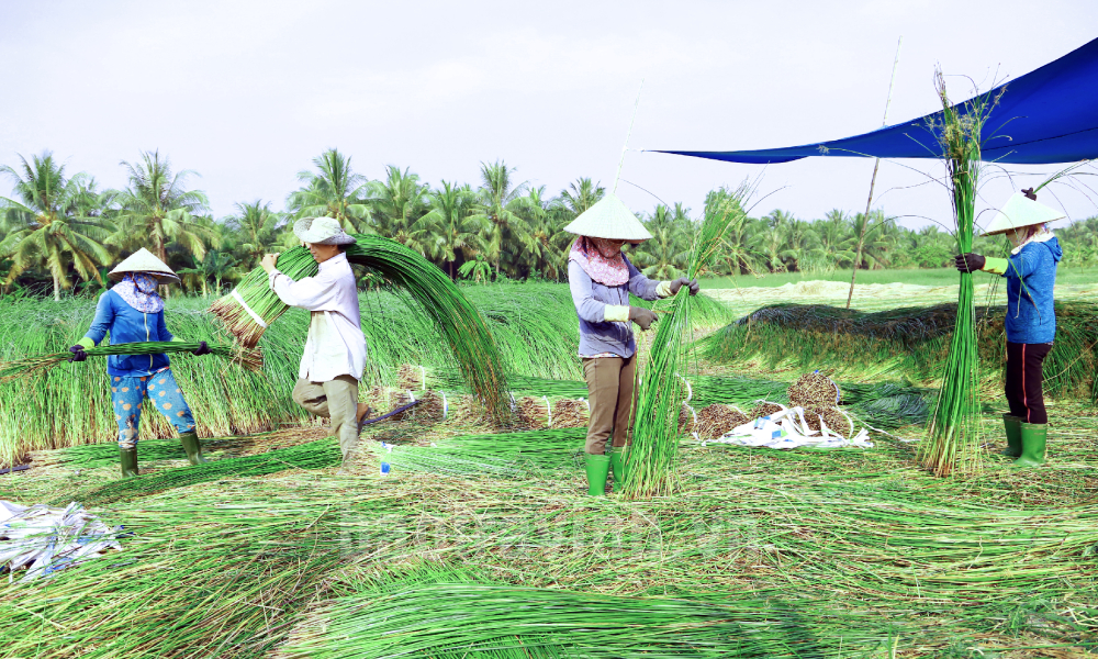 Đảng bộ, chính quyền và Nhân dân Càng Long nêu cao tinh thần đoàn kết dân tộc, góp phần đưa 02 cuộc kháng chiến đi đến thắng lợi cuối cùng