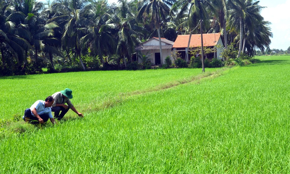 Xã Hưng Mỹ phát triển kinh tế tập thể