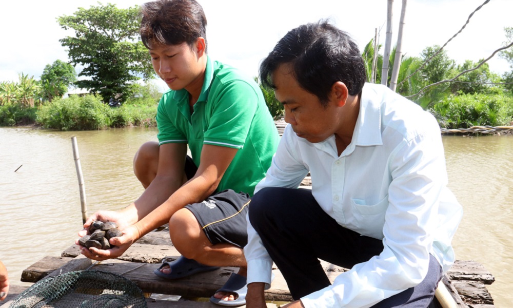 Sản xuất thích ứng biến đổi khí hậu vùng đồng láng huyện Duyên Hải