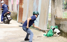 Chó thả rông: Dân bất bình, chính quyền địa phương bất lực