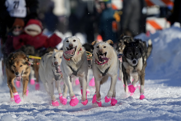 Alaska's 52nd annual Iditarod sled dog race mushes to starting line