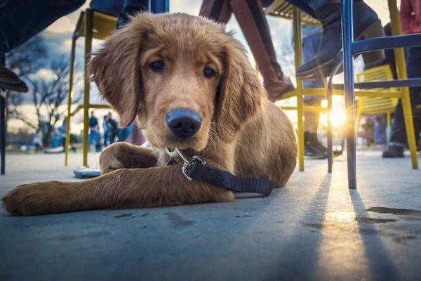 Certain diners in Vietnam voice concern over pets being taken to eateries