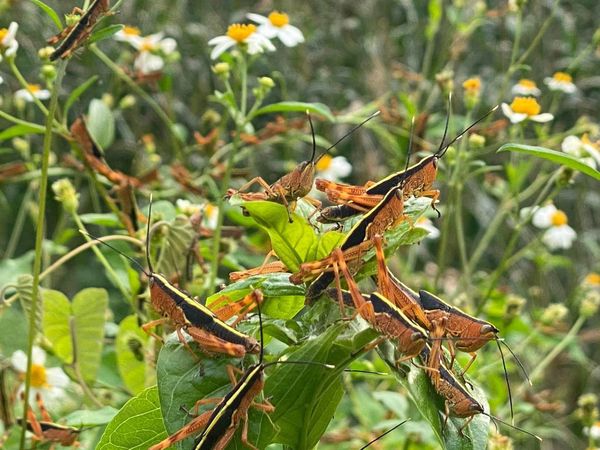 Swift action ordered to cope with locust infestation in 11 northern Vietnamese provinces