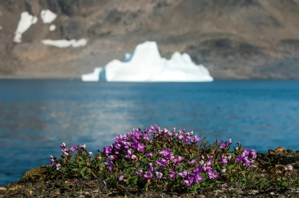 Greenland fossils reveal greater sea-level threat from climate change