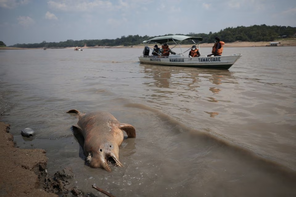 Death of dolphins in Amazon linked to severe drought, heat