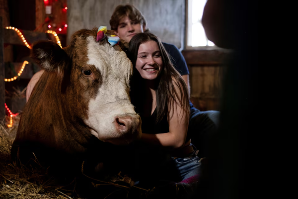 Bird flu threatens to put a damper on cow cuddling