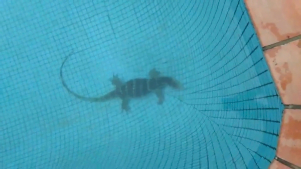 8kg water monitor found in swimming pool in Ho Chi Minh City's Thao Dien