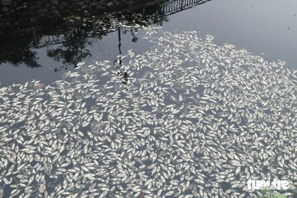 Fish die en masse in moat encircling ancient citadel in north-central Vietnam