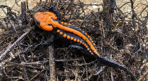 New crocodile newts are discovered in Vietnam