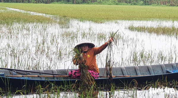 Torrential rain floods many parts of Vietnam’s Mekong Delta