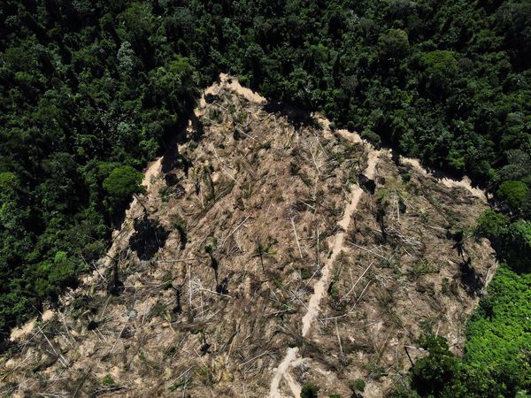 Tropical forest loss eased in 2023 but threats remain, analysis shows