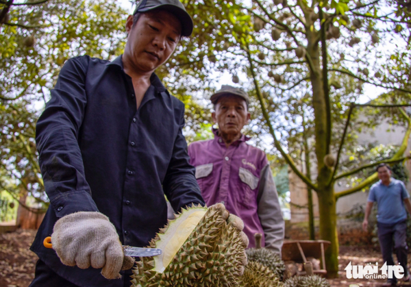 Vietnam’s Dak Lak Province aims to ship first frozen durian batch to China this year