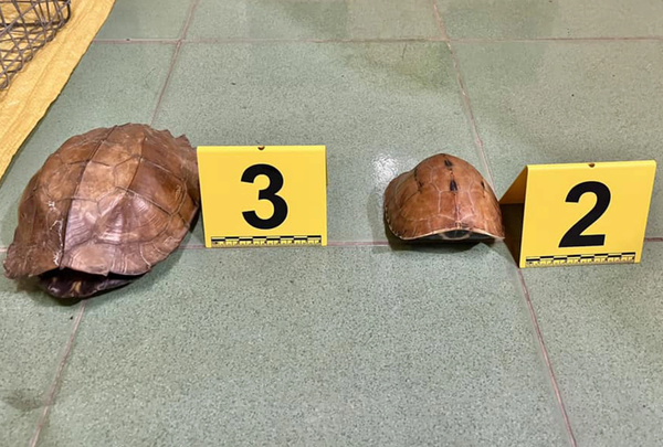 2 taken into police custody for wildlife trafficking in central Vietnam