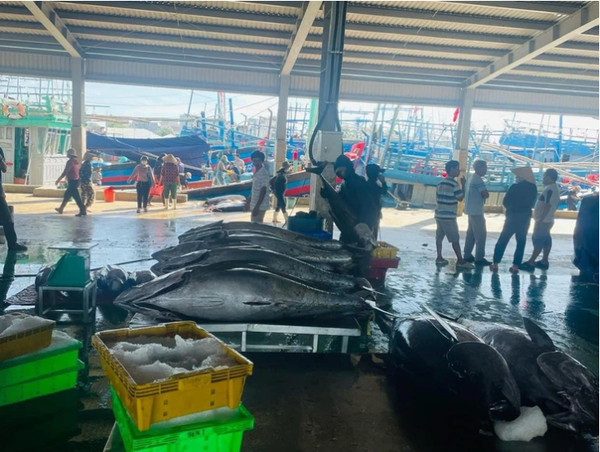 Vietnam’s tuna exports to EU skyrocket