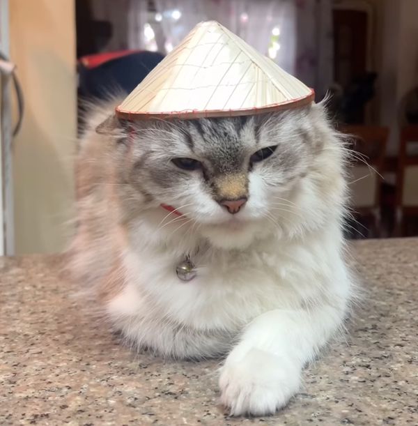 Netizens wowed by viral video of Philippines-based cat wearing Vietnamese ‘non la’