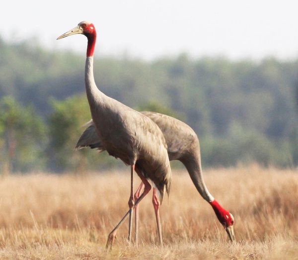 Vietnam’s Dong Thap approves $7.5mn for red-crowned crane conservation