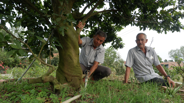 Vietnam’s Long An calls for investment in 460-hectare apricot blossom ecotourism site