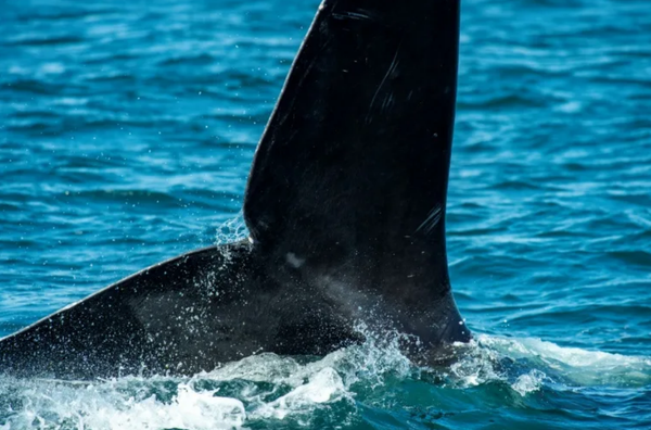 An endangered whale species is speeding towards extinction