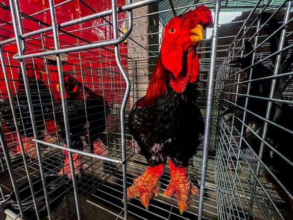 Meet Bigfoot chickens that roam Vietnam dining tables during Tet