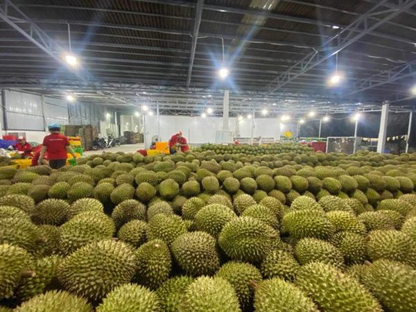 Vietnam seeks to export durians to India