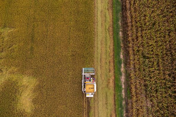 Soaring rice prices sow hope - and trouble - for indebted Thai farmers