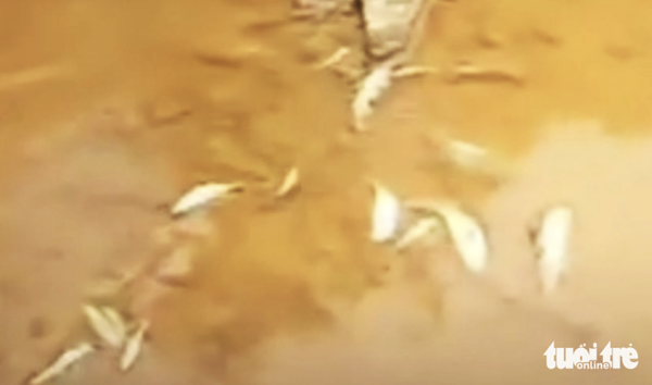 Fish die en masse in north-central Vietnam stream