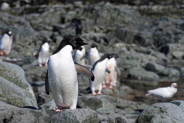 Microplastics in Antarctic studied in penguin droppings and water