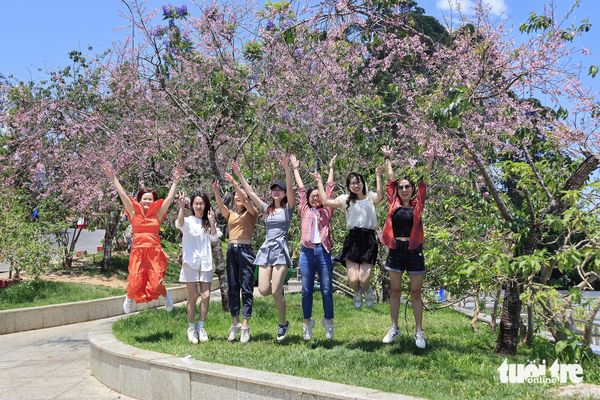 Unprecedentedly abnormal cherry-like apricot blossoms bloom in Vietnam’s Da Lat