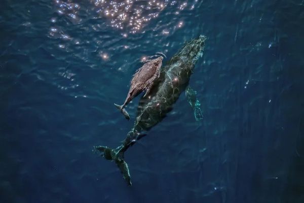 Whales 'cannot out-sing' human noise pollution