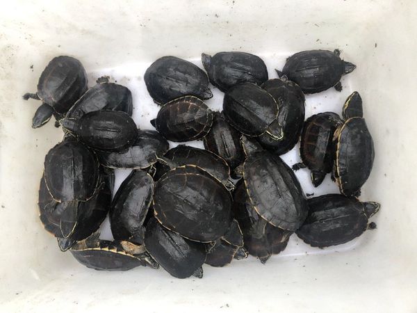 Man arrested for catching 41 endangered turtles in Vietnam national park