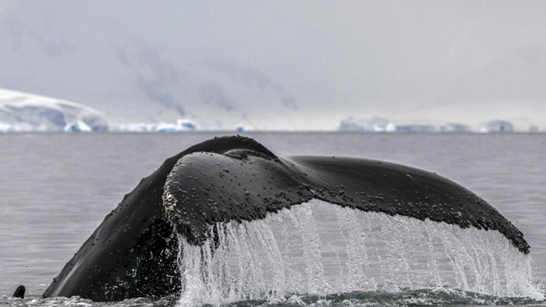 New Zealand's Maori King calls for whales to be given personhood