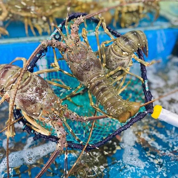 Vietnam’s lobster exports to China skyrocket in January-February