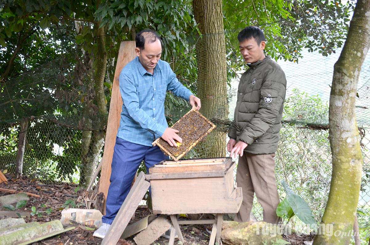 Beekeeping in Son Phu