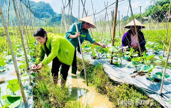 Xây dựng các mô hình kinh tế từ dân vận khéo