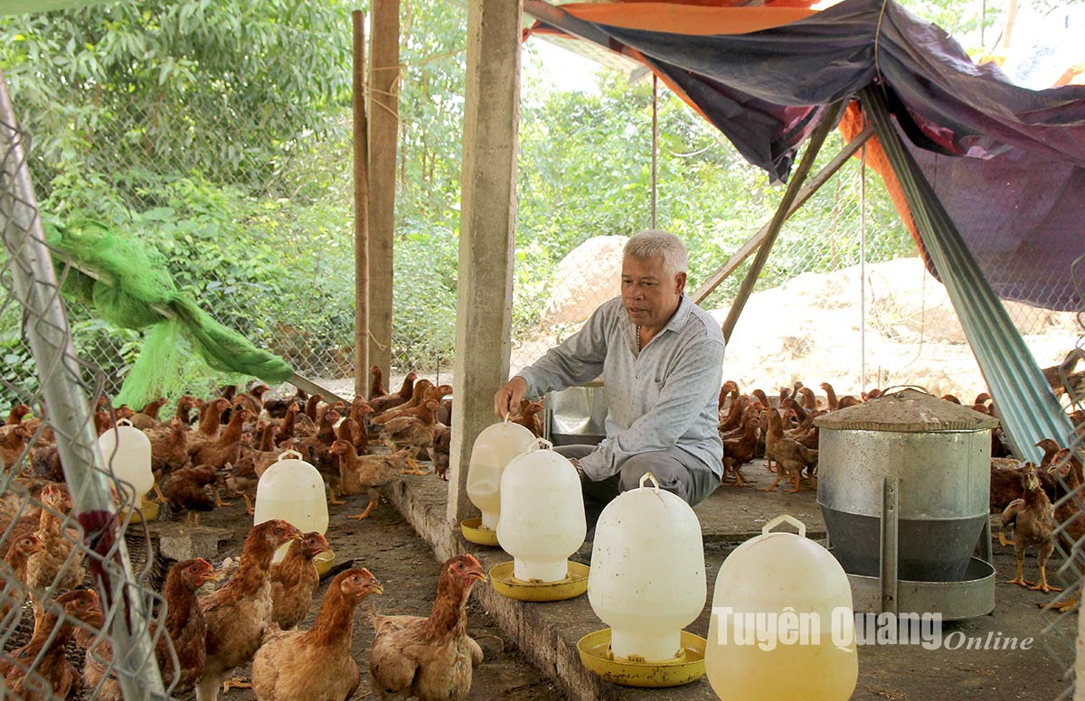 Herbal chicken breeder