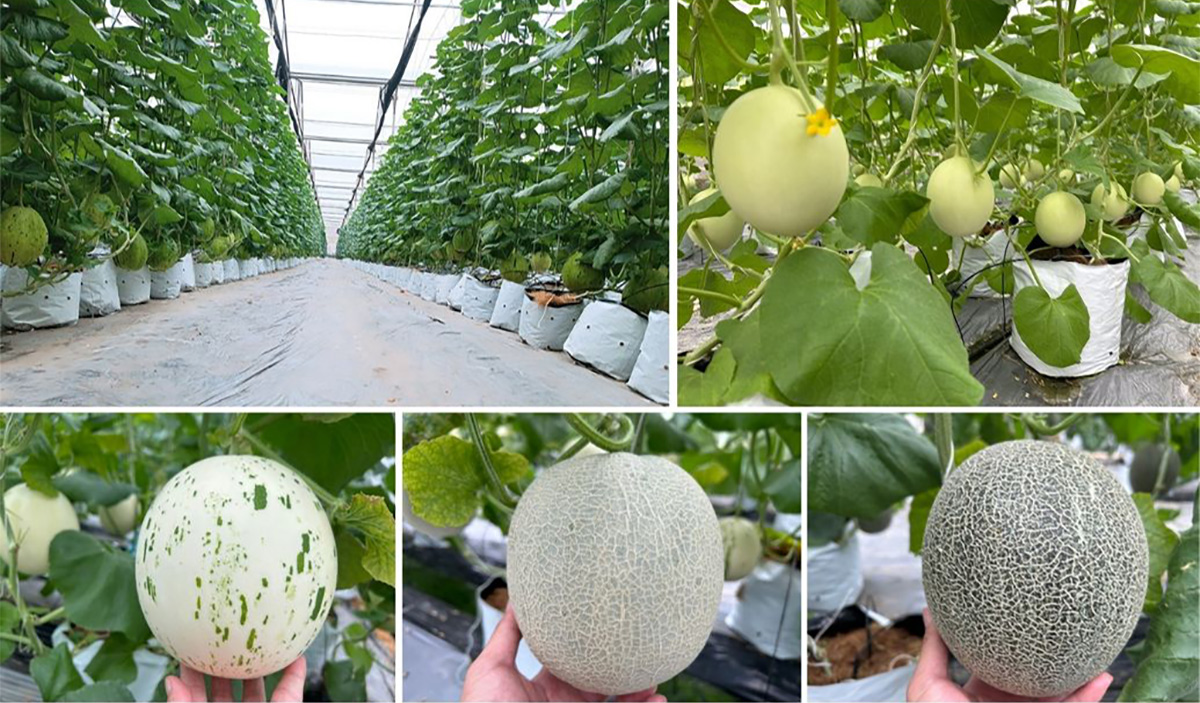 Sweet and fragrant cantaloupe of Duc Duong farm