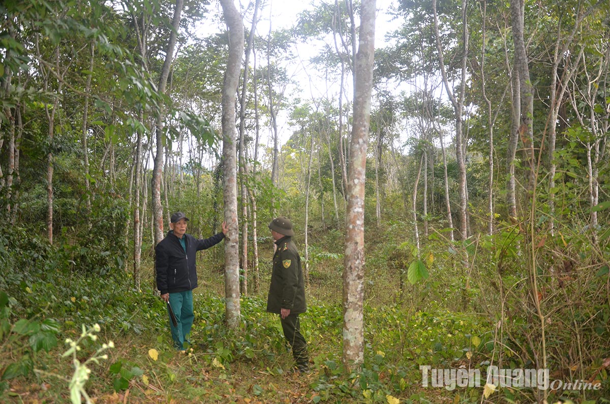 Keeping the forest like a treasure