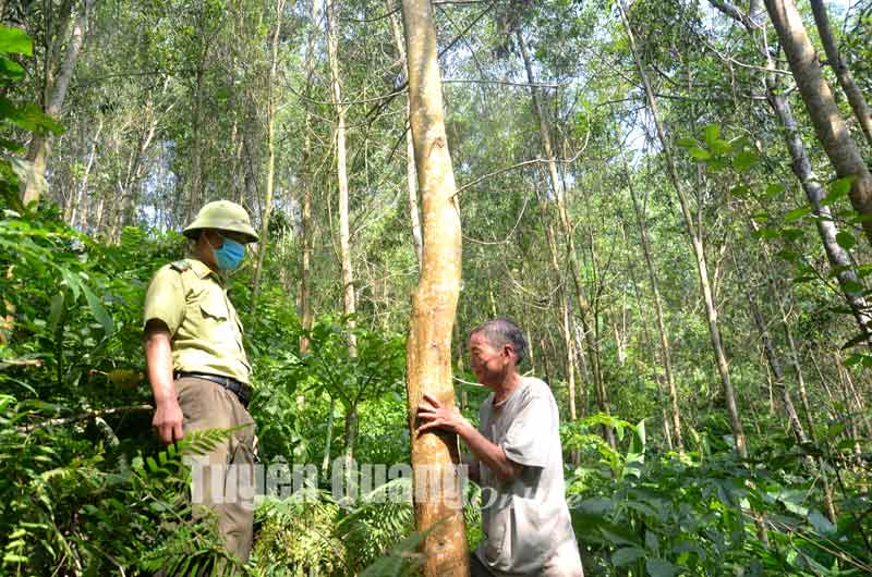 Supporting for production forest development