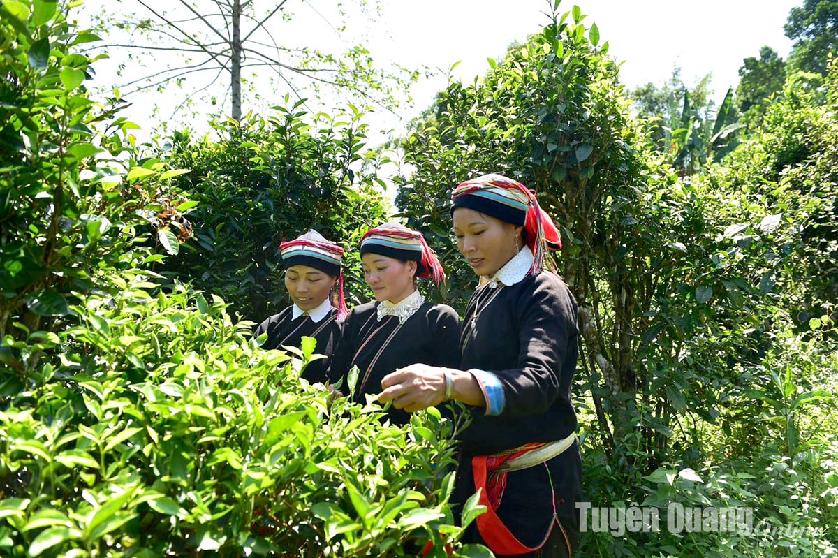 Delicious tea in Thuong Nong