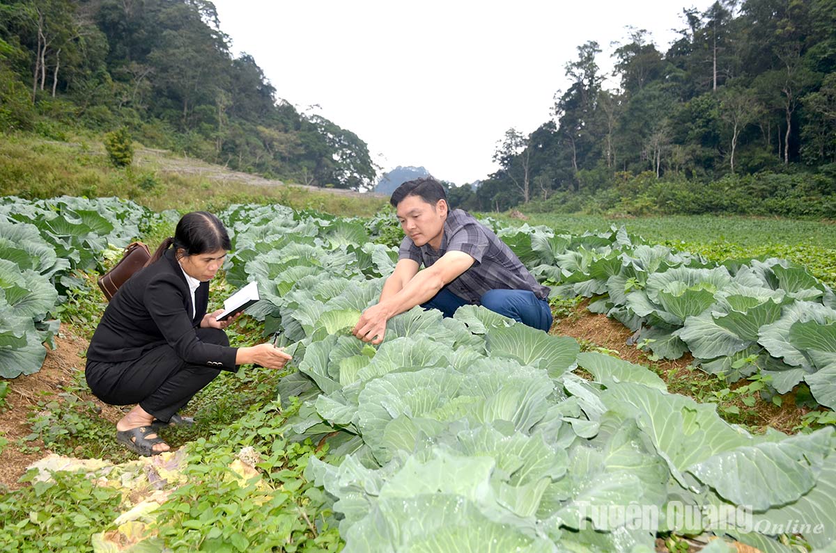 Trồng rau ở Khâu Tinh