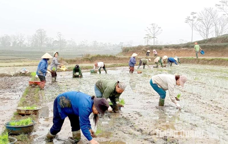 Nông dân tích cực sản xuất vụ xuân