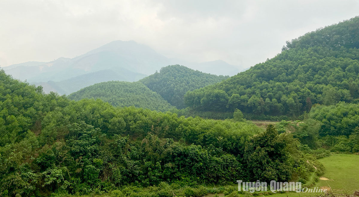 Hung Duc commune develops its economy from afforestation