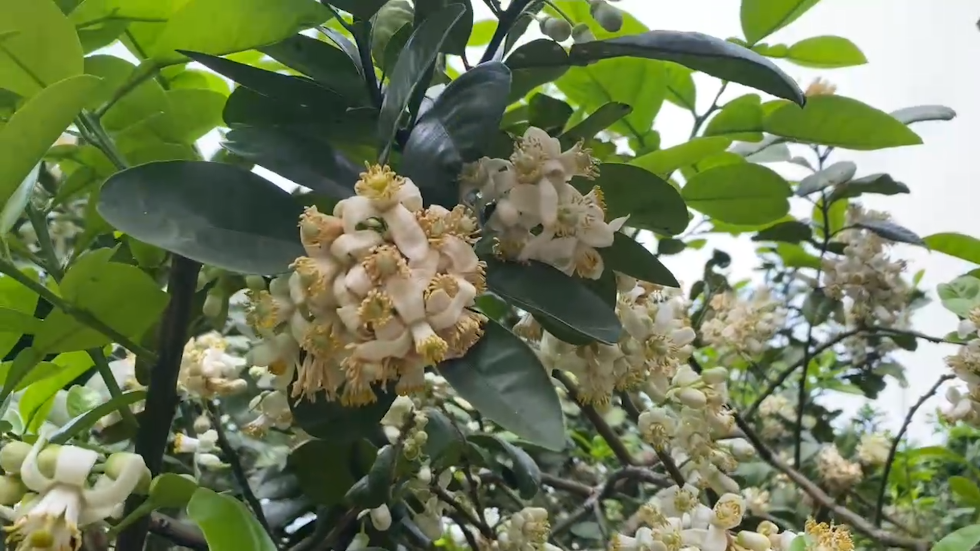 Grapefruit flower season in Xuan Van