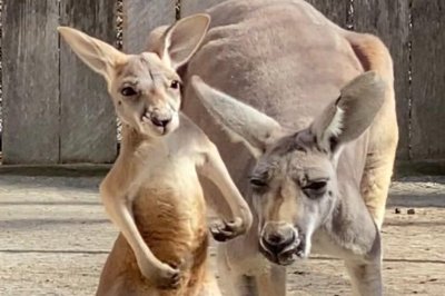 Missouri zoo asks for help naming baby kangaroo