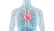 Sự phân tích của Aorta