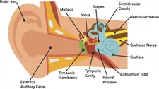 Phân tích tai giữa và hàm