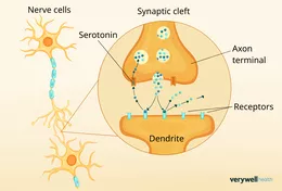 Mức độ Serotonin: Điều gì tốt, ít lý tưởng hơn và có thể nguy hiểm?