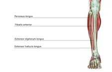 The Anatomy of the Peroneus Longus Muscle