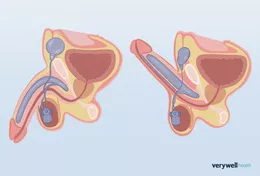 Giải phẫu và giải phẫu