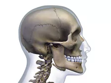 The Anatomy of the Occipital Bone